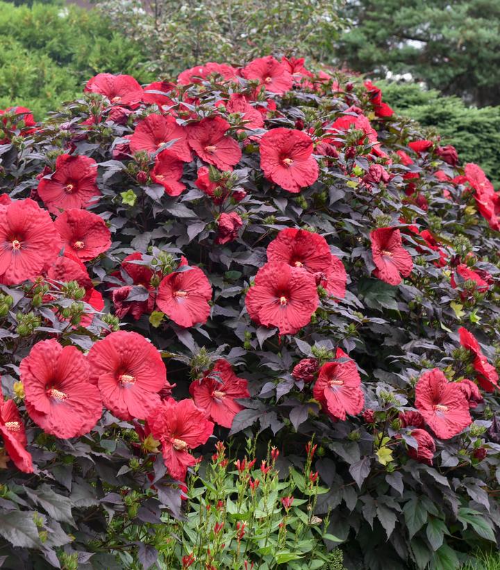 Hibiscus x Summerific® Holy Grail