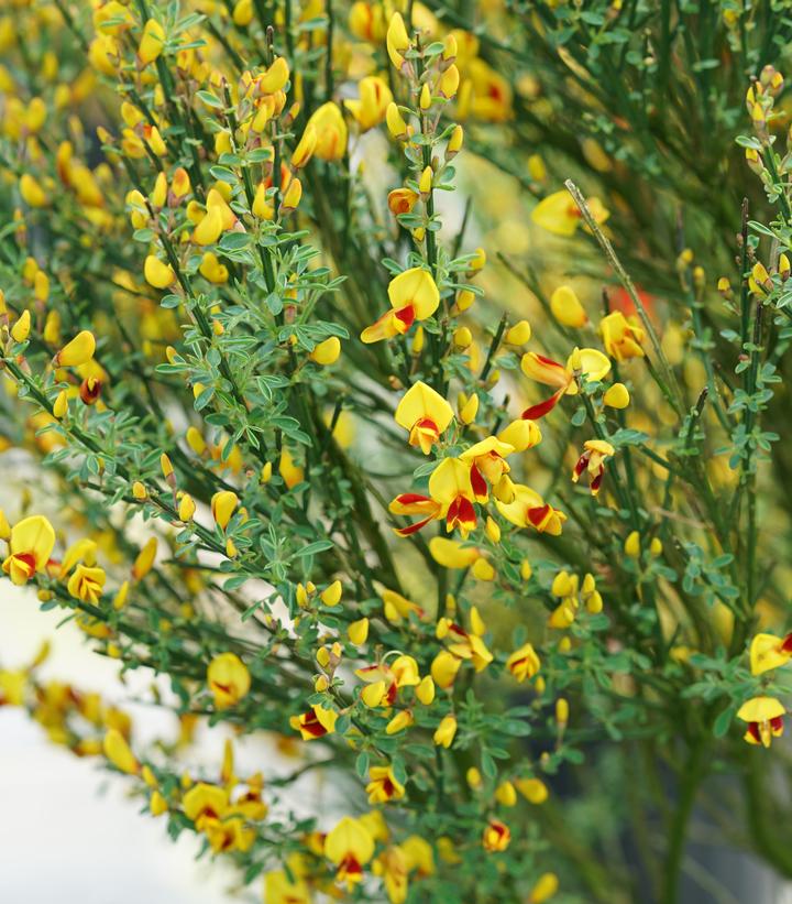 Cytisus scoparius Sister Disco®