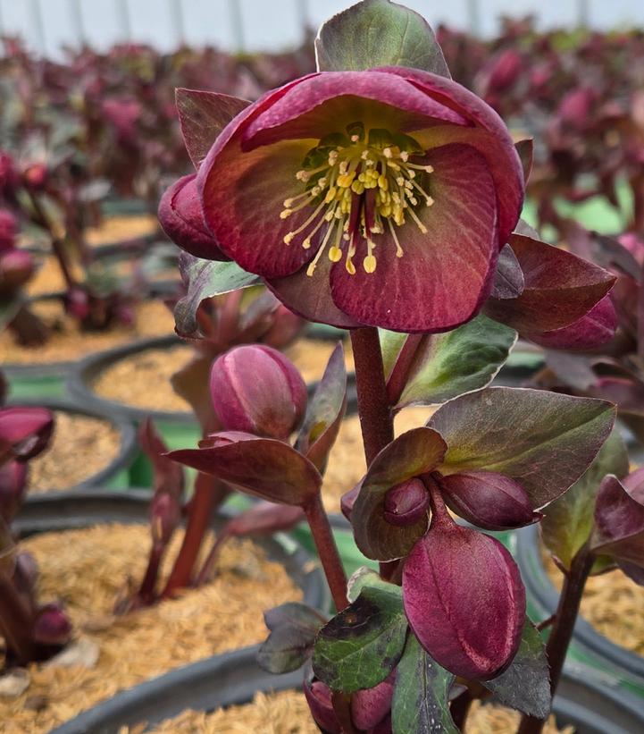 Helleborus Frostkiss® Dana's Dulcet®