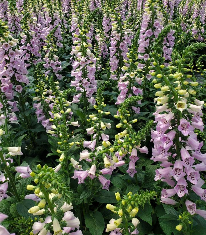 Digitalis purpurea 'Camelot Lavender'