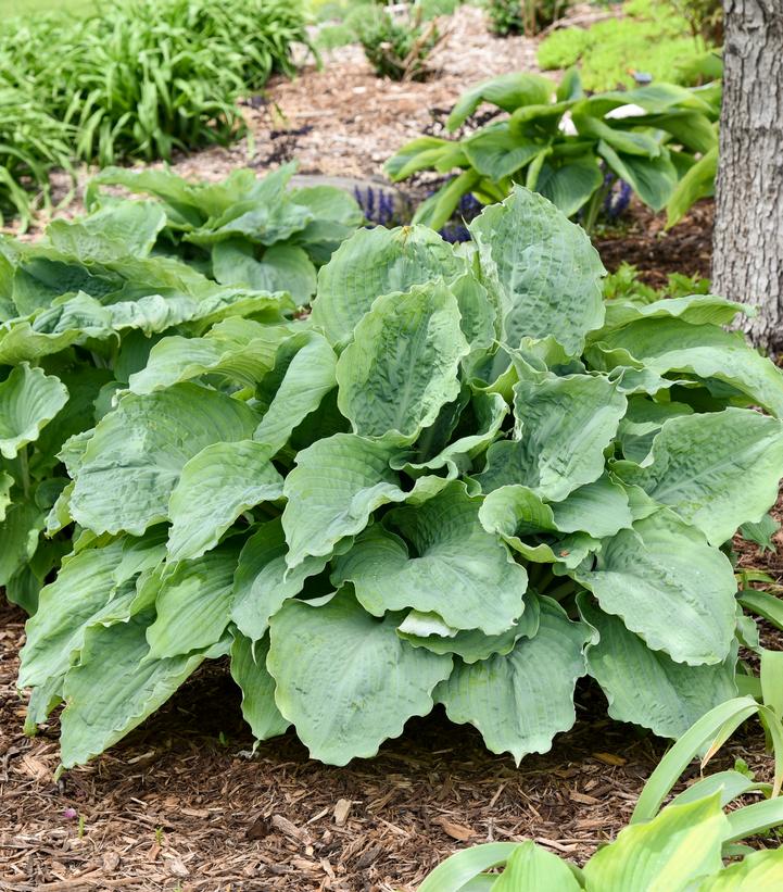 Hosta hybrid Shadowland® Shadowland® 'Diamond Lake'