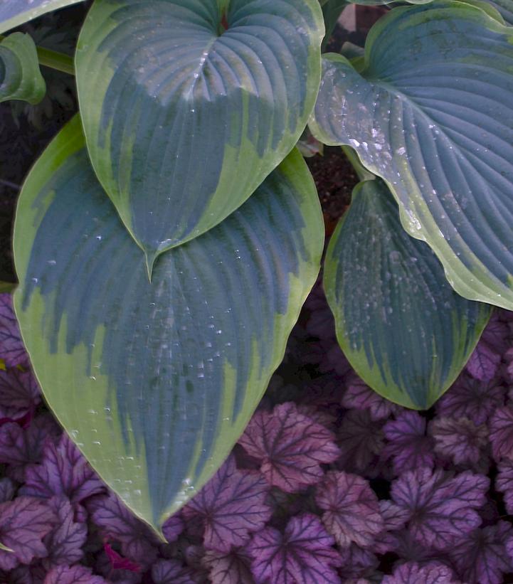 Hosta hybrid Shadowland® Shadowland® 'Wu-La-La'