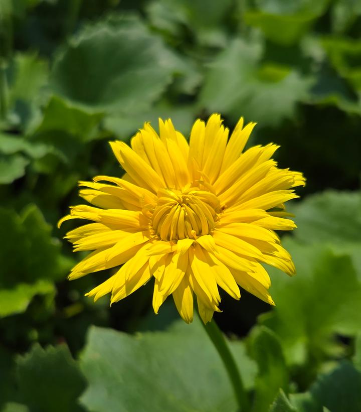 Doronicum orientale Leonardo™ Compact