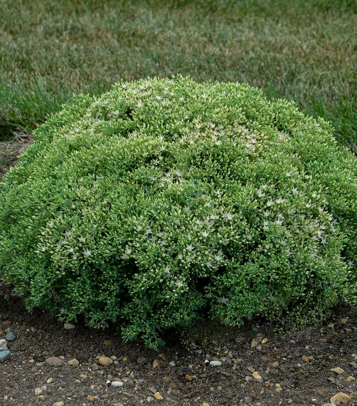 Sedum x Rock 'N Grow® Rock 'N Grow® 'Bundle of Joy'