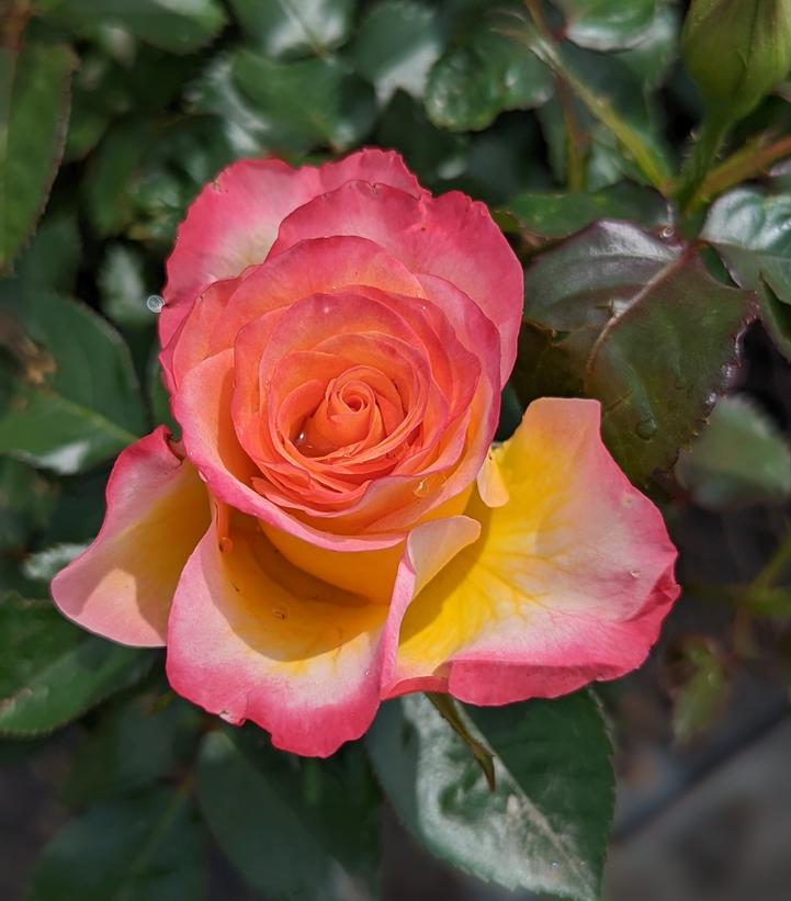 Rosa True Sincerity