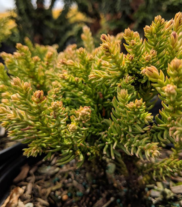 Cryptomeria japonica Dragon Prince™
