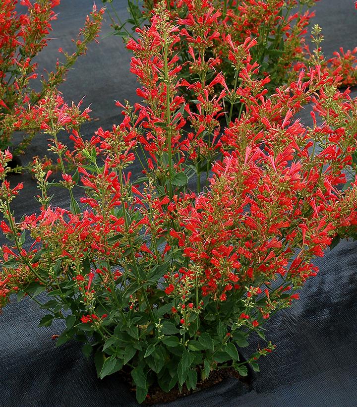 Agastache x 'Kudos Red'