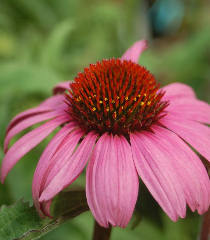 Echinacea purpurea 'Magnus'