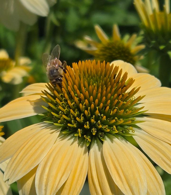 Echinacea purpurea 'Mellow Yellows'