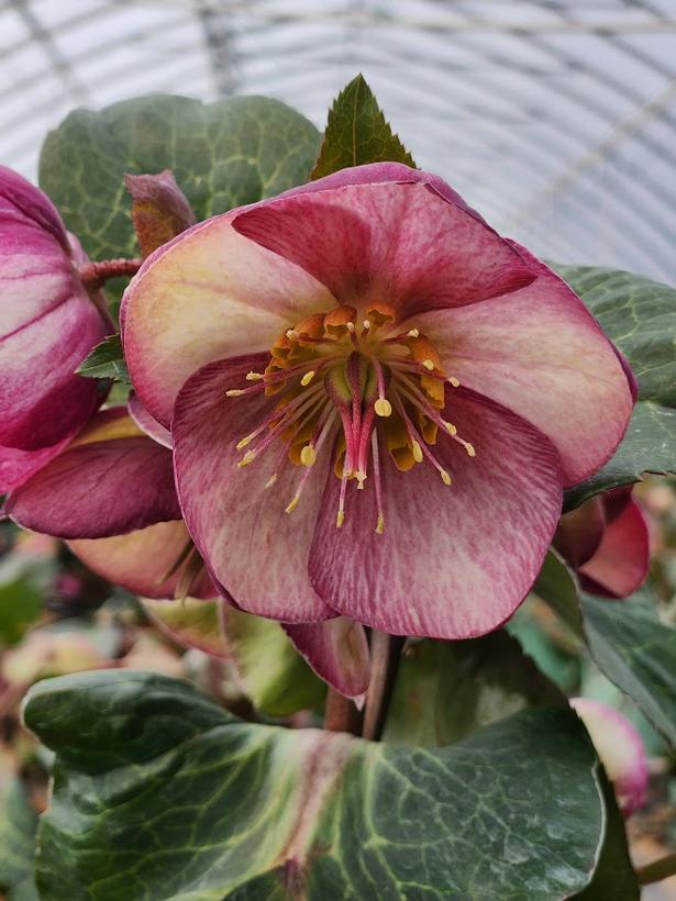 Helleborus Frostkiss® 'Glenda's Gloss'