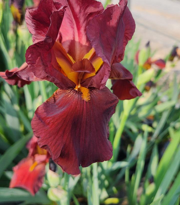 Iris germanica 'Bernice's Legacy'