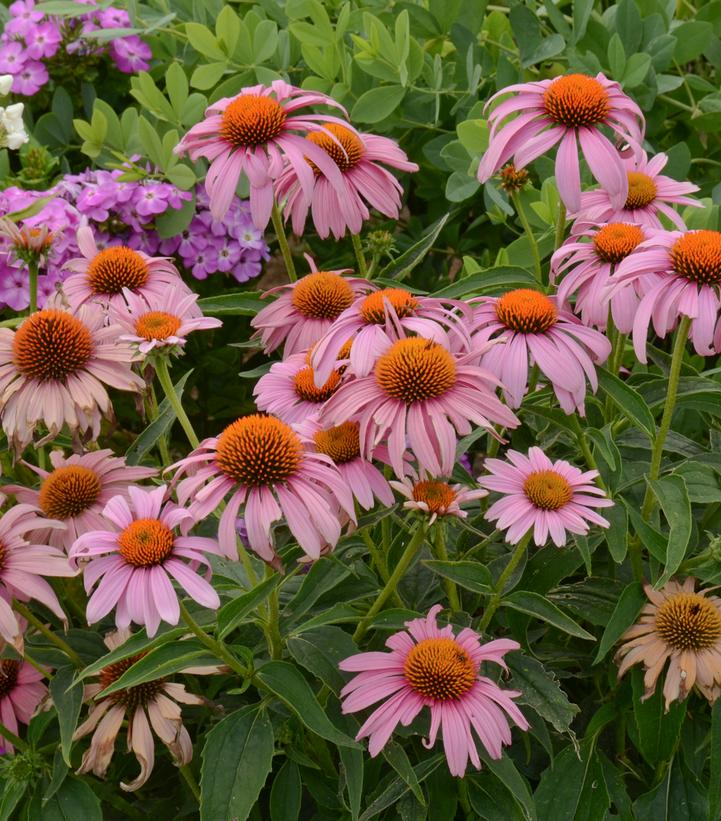 Echinacea purpurea 'Prairie Splendor'