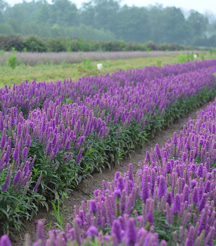 Veronica x Magic Show® 'Purple Illusion'