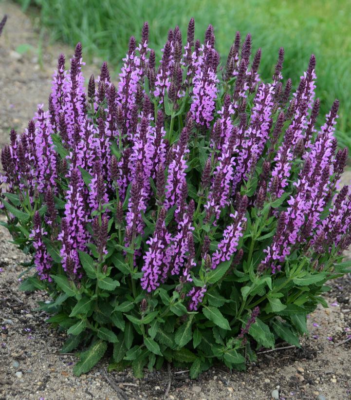 Salvia nemerosa 'Pink Profusion'