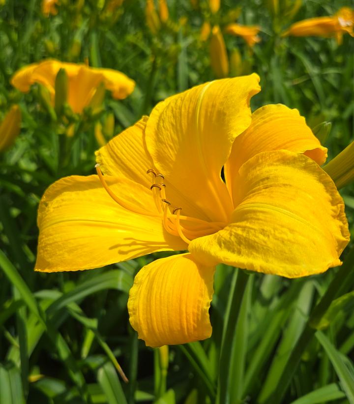 Hemerocallis 'Buttered Popcorn'