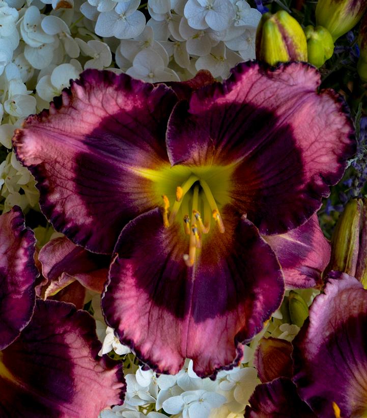 Hemerocallis hybrid Rainbow Rhythm® 'Storm Shelter'
