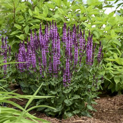 Salvia x Color Spires® Color Spires® 'Indiglo Girl'