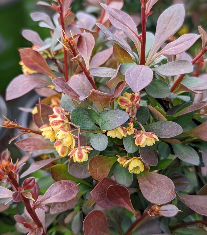 Berberis thunbergii WorryFree® Crimson Cutie®