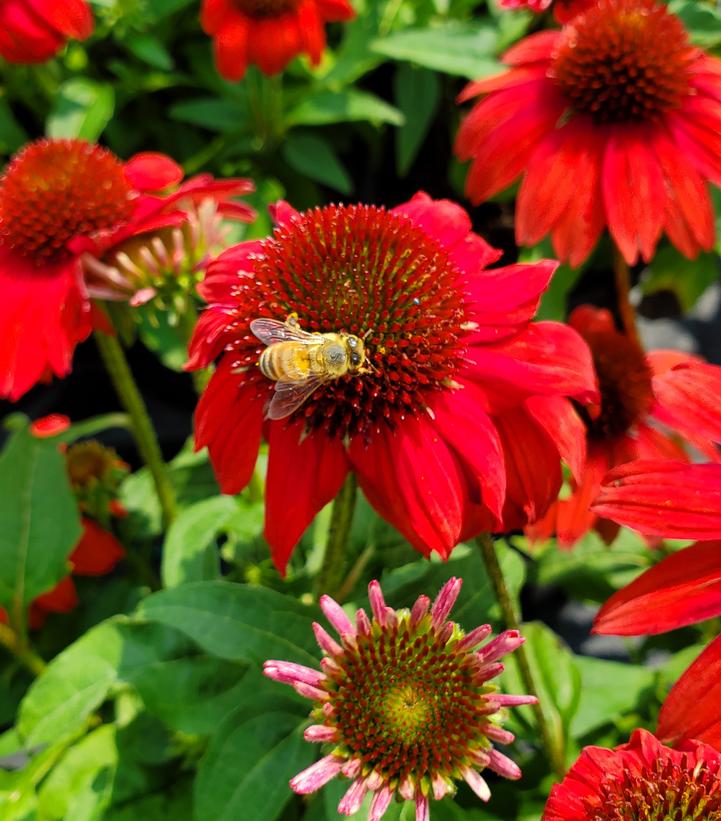 Echinacea x Sombrero® Salsa Red