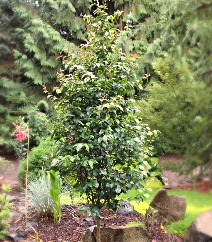 Parrotia persica Persian Spire™