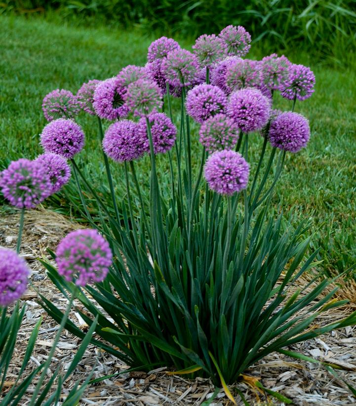 Allium x 'Serendipity'