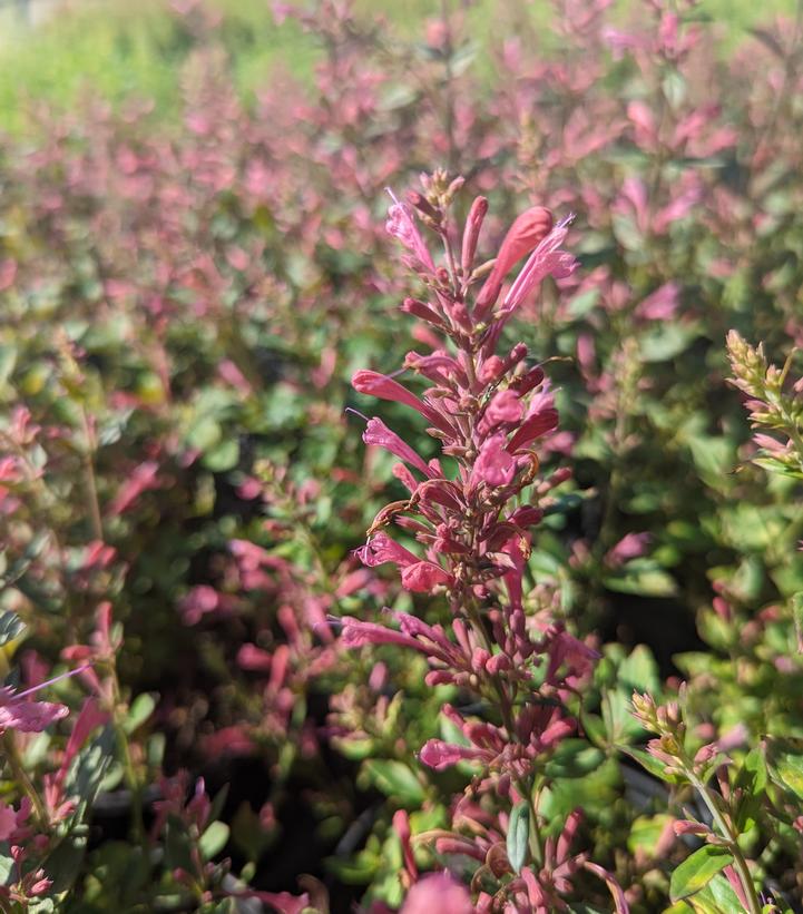 Agastache x 'Morello'