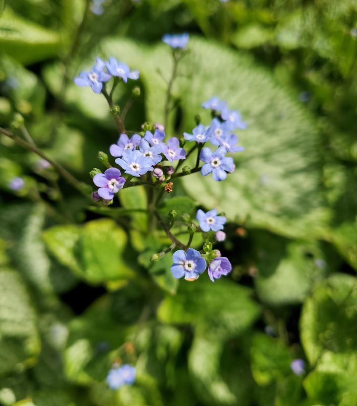 Brunnera macrophylla 'Queen of Hearts'