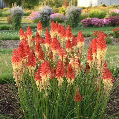 Kniphofia hybrid Pyromania™ 'Rockets Red Glare'