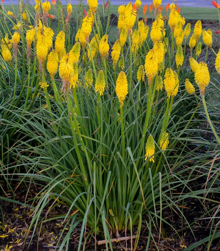 Kniphofia Pyromania™ Pyromania™ 'Solar Flare'