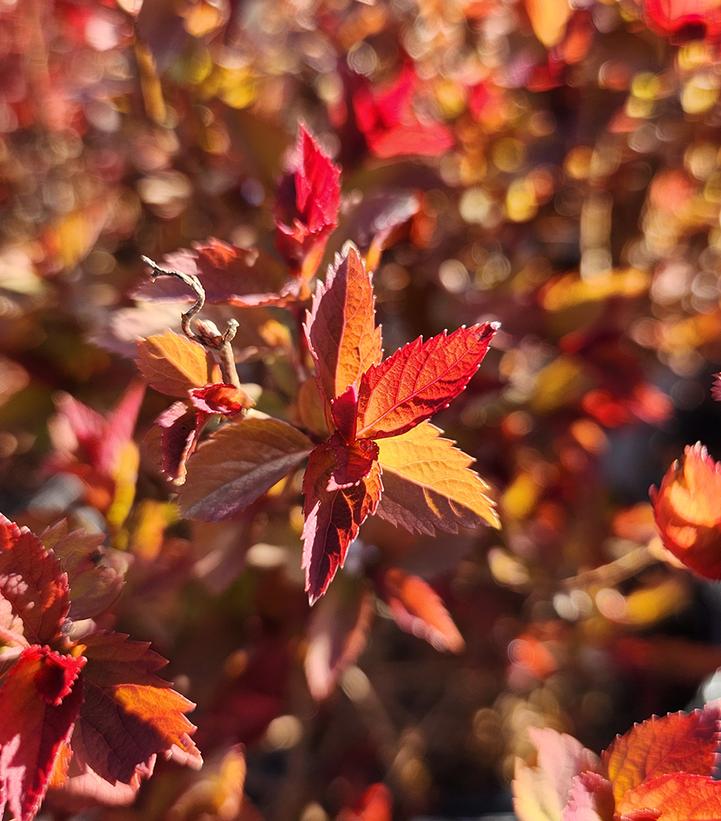 Spiraea x Double Play Double Play Doozie®