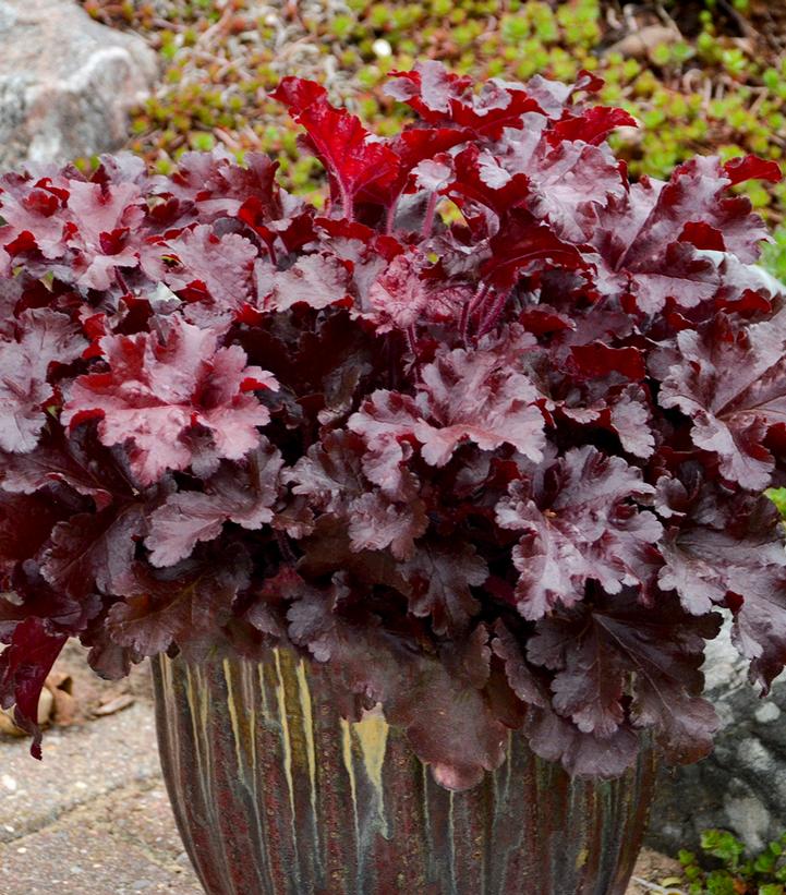 Heuchera hybrid Dolce® Dolce® 'Cherry Truffles'