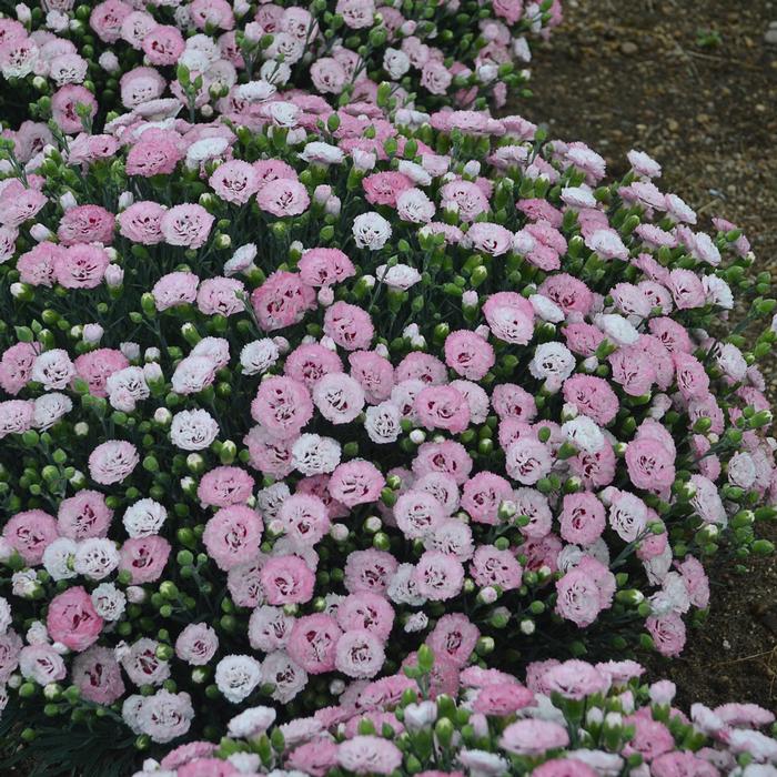 Dianthus x PRETTY POPPERS® 'Appleblossom Burst'