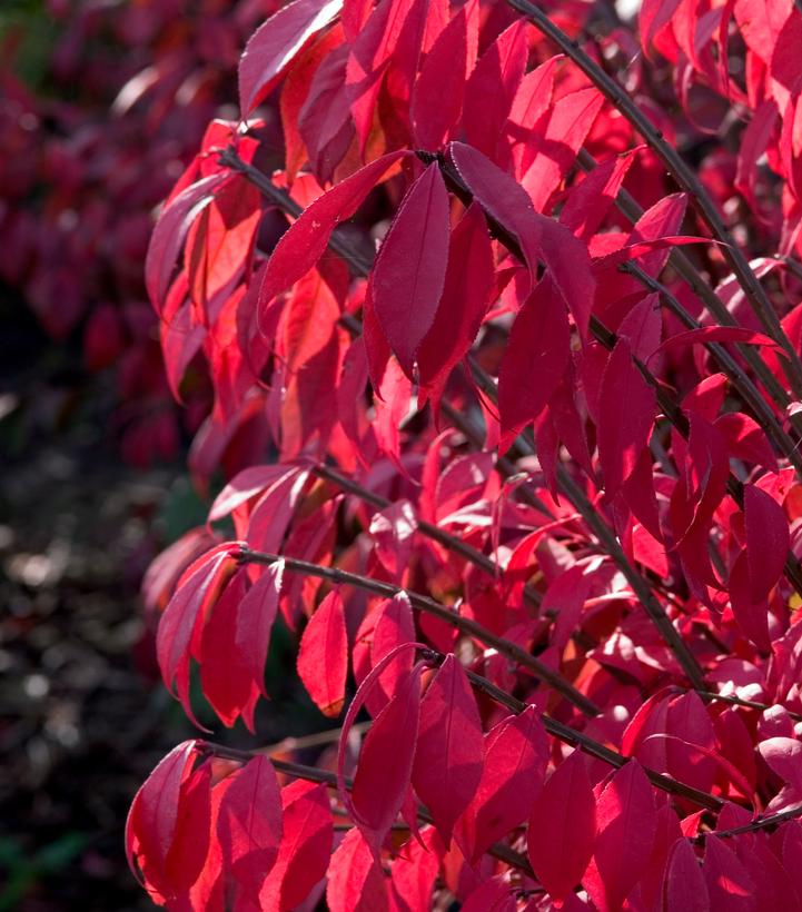 Euonymus alatus Compactus