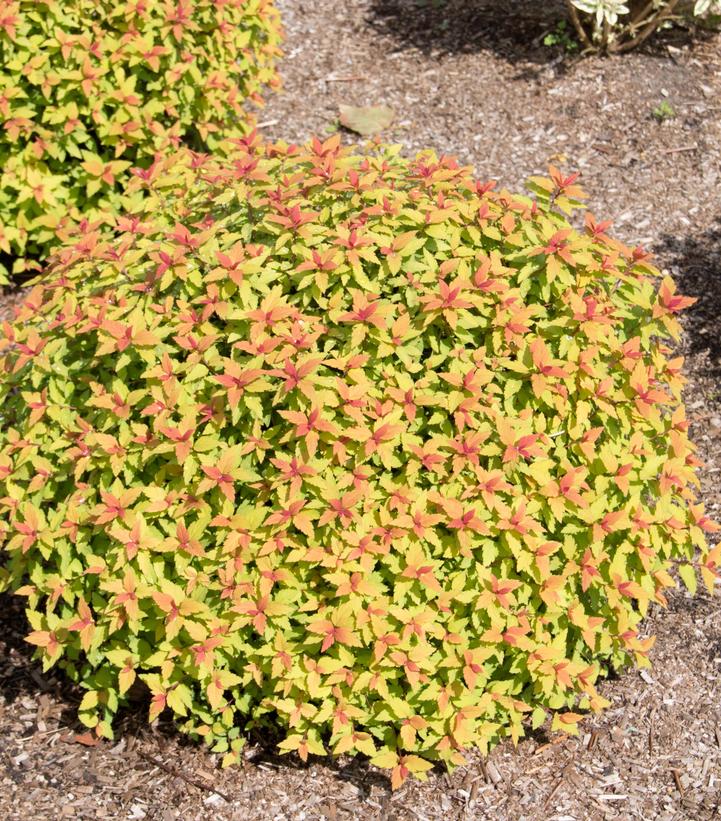 Spiraea japonica Rainbow Fizz™