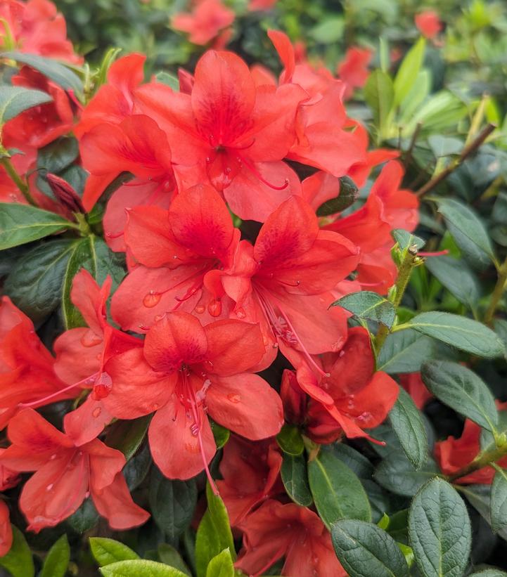 Azalea x Encore® Autumn Bravo®