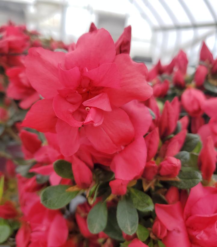 Azalea x Encore® Autumn Bonfire®