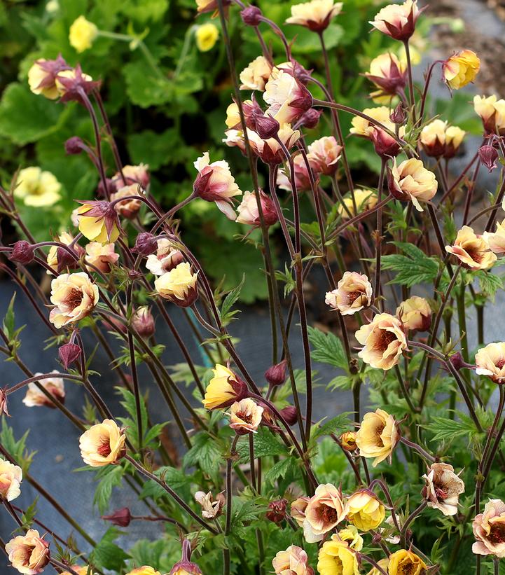 Geum Tempo™ Yellow