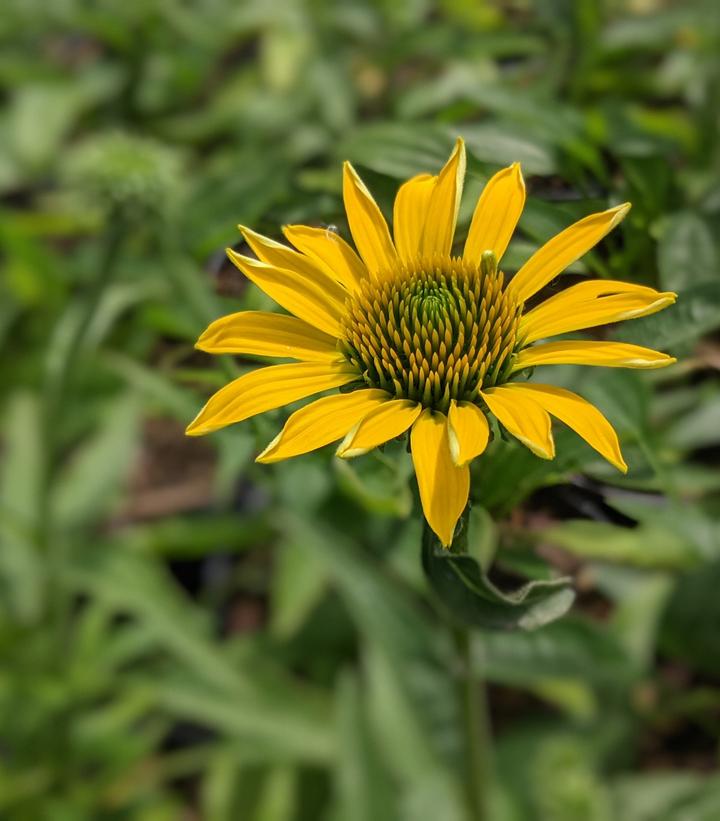 Echinacea purpurea Eye-catcher™ Canary Feathers