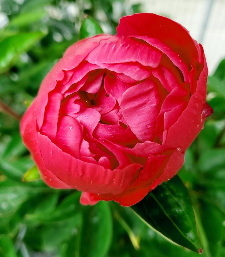 Paeonia lactiflora 'Red Sarah Bernhardt'