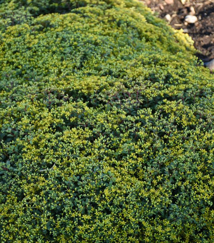 Sedum x Rock 'N Grow® Rock 'N Grow® 'Yellow Brick Road'
