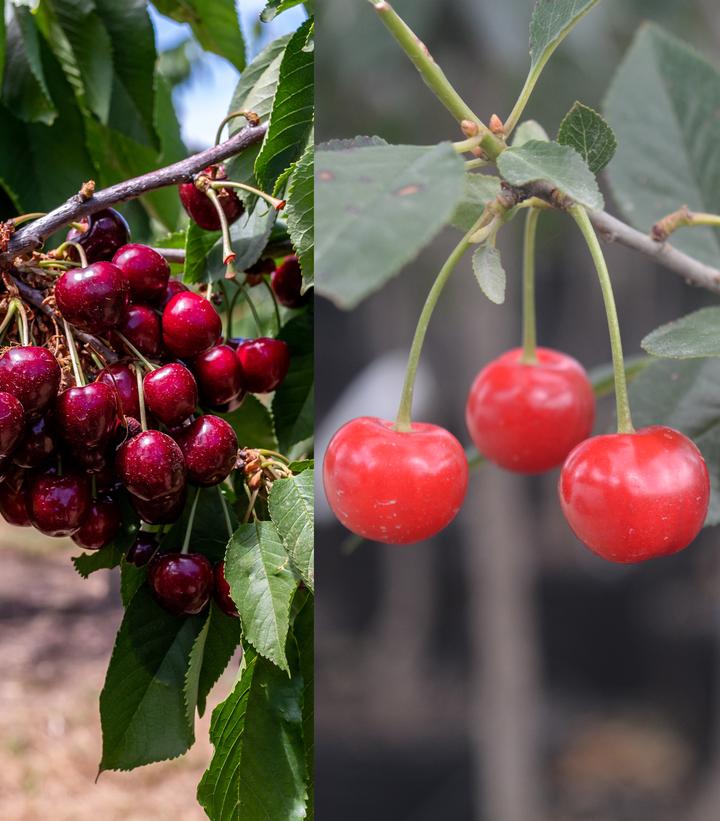 Prunus avium 3-in-1 Cold Climate
