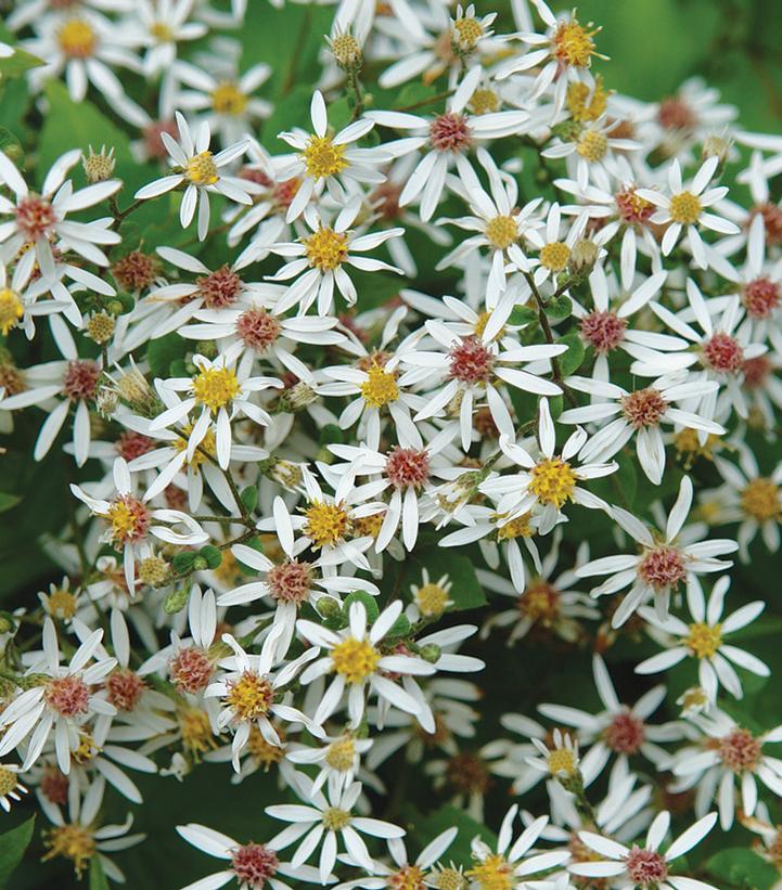 Aster divaricata 'Eastern Star'
