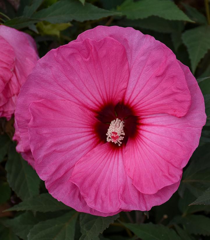 Hibiscus x Summerific® Candy Crush