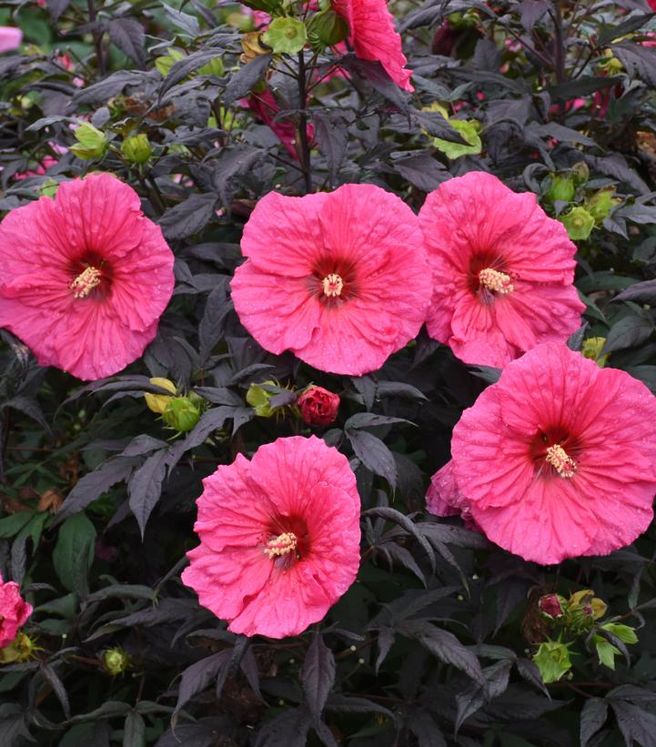 Hibiscus x Summerific® Evening Rose