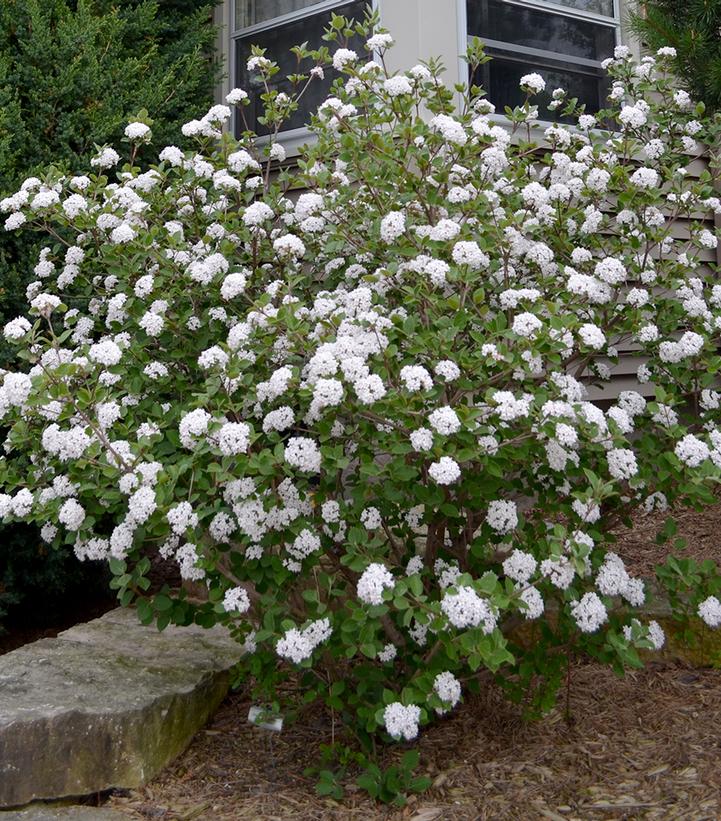 Viburnum carlesii Sugar n' Spice™