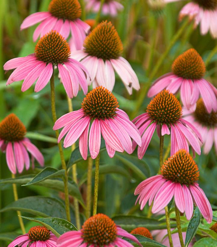 Echinacea purpurea 