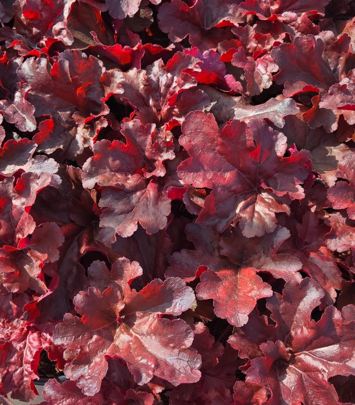 Heuchera hybrid Primo™ Primo® 'Mahogany Monster'