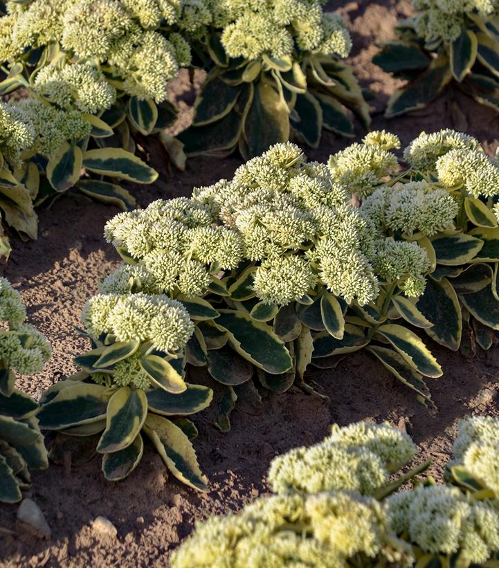 Sedum x 'Frosted Fire'
