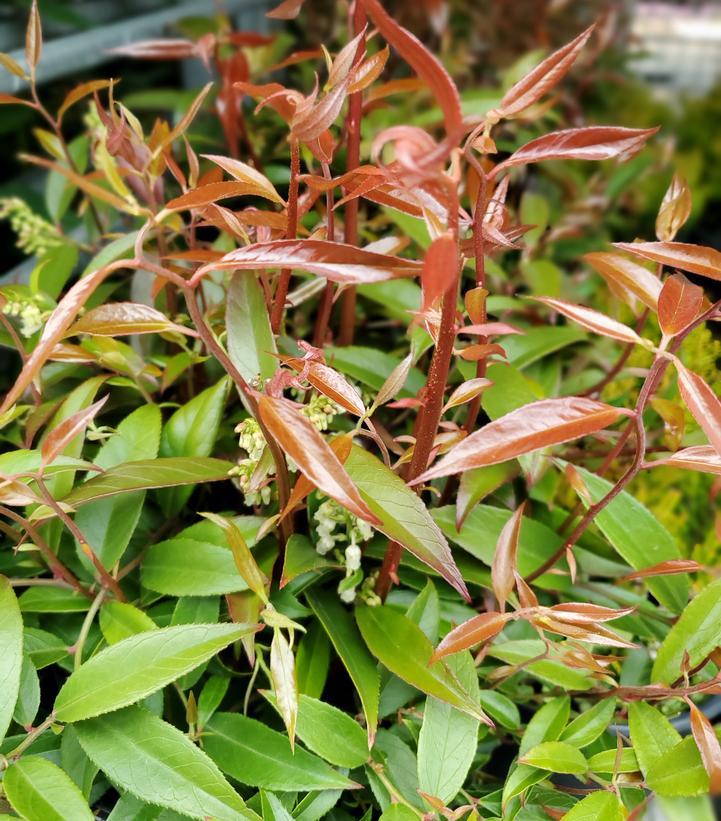 Leucothoe axillaris 'Rejoyce'