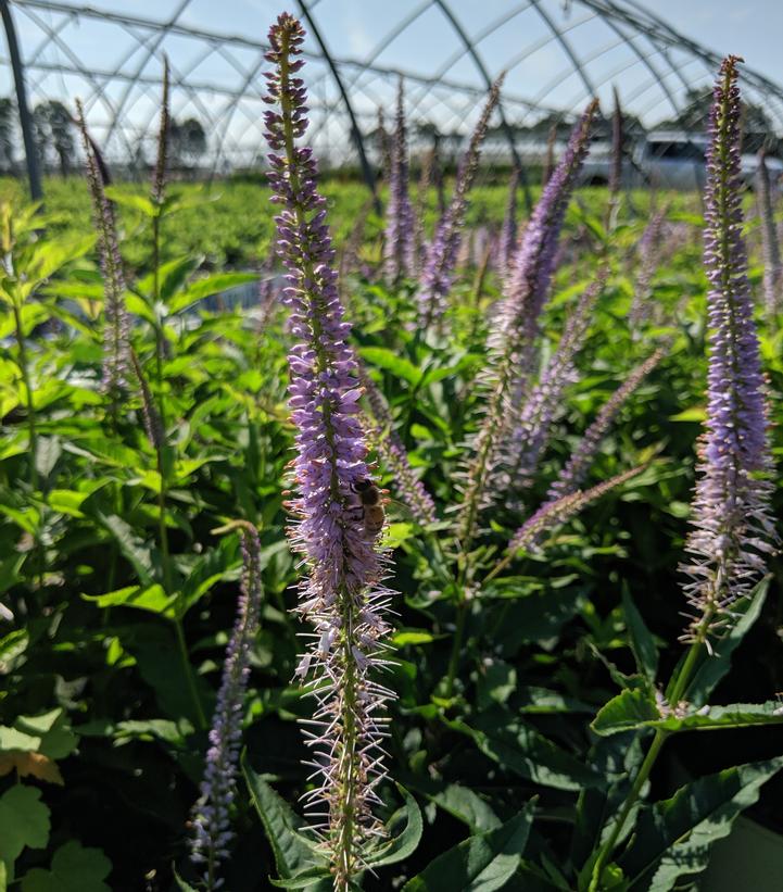 Veronicastrum virginicum 'Red Arrow'